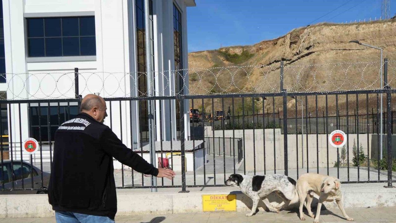 Başıboş sokak köpekleri toplanarak barınağa götürüldü