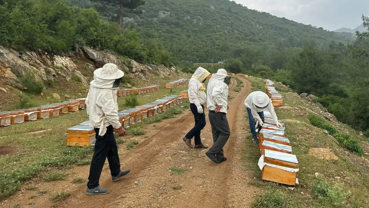 Samsun’da Arıcılığa Giriş ve Yerel Bitki Örtüsü