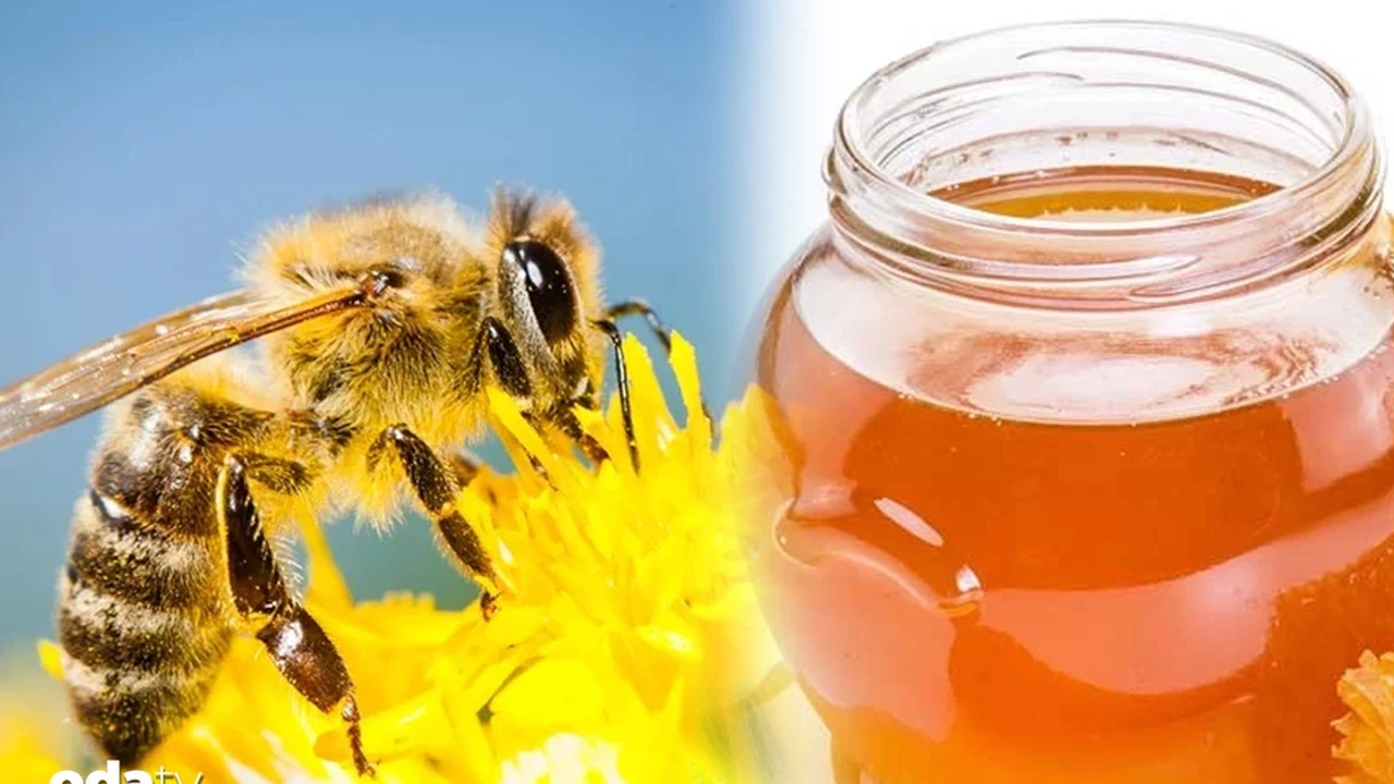 Samsun’da Fındık, Bal ve Balık Ekonomisi