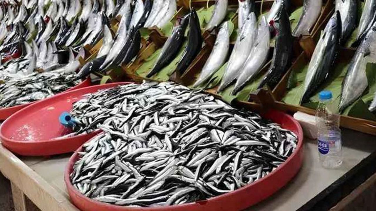 Samsun’da Palamut, Hamsi ve Mezgit Lezzeti