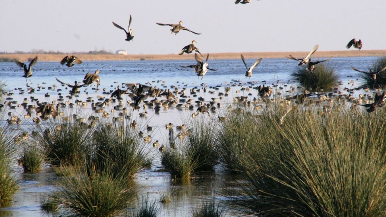 Kızılırmak Deltası Kuş Cenneti Rehberi