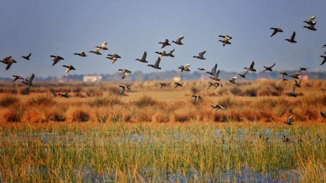 Kızılırmak Deltası Kuş Gözlemi Rehberi