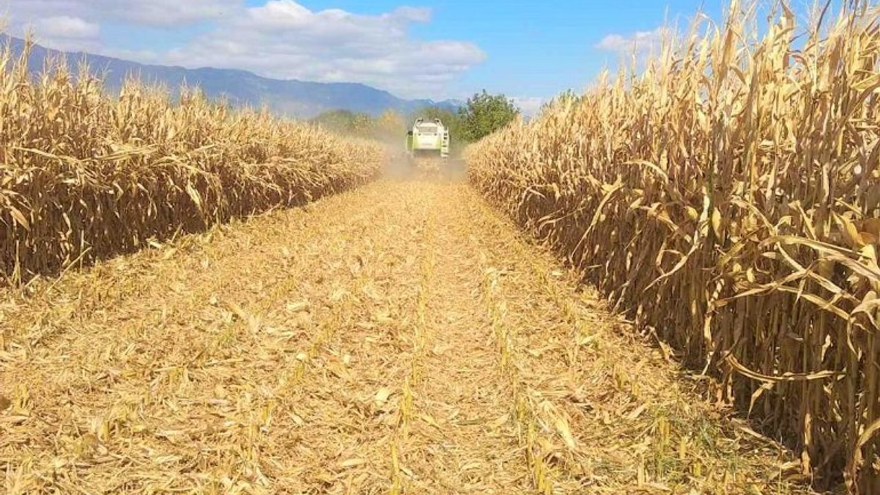 Kasım’da Doğadan Sofraya: Mısır Hasadı Lezzetleri