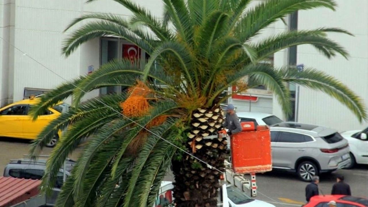 Meydan çevresindeki palmiye ağaçlarına sonbahar-kış bakımı