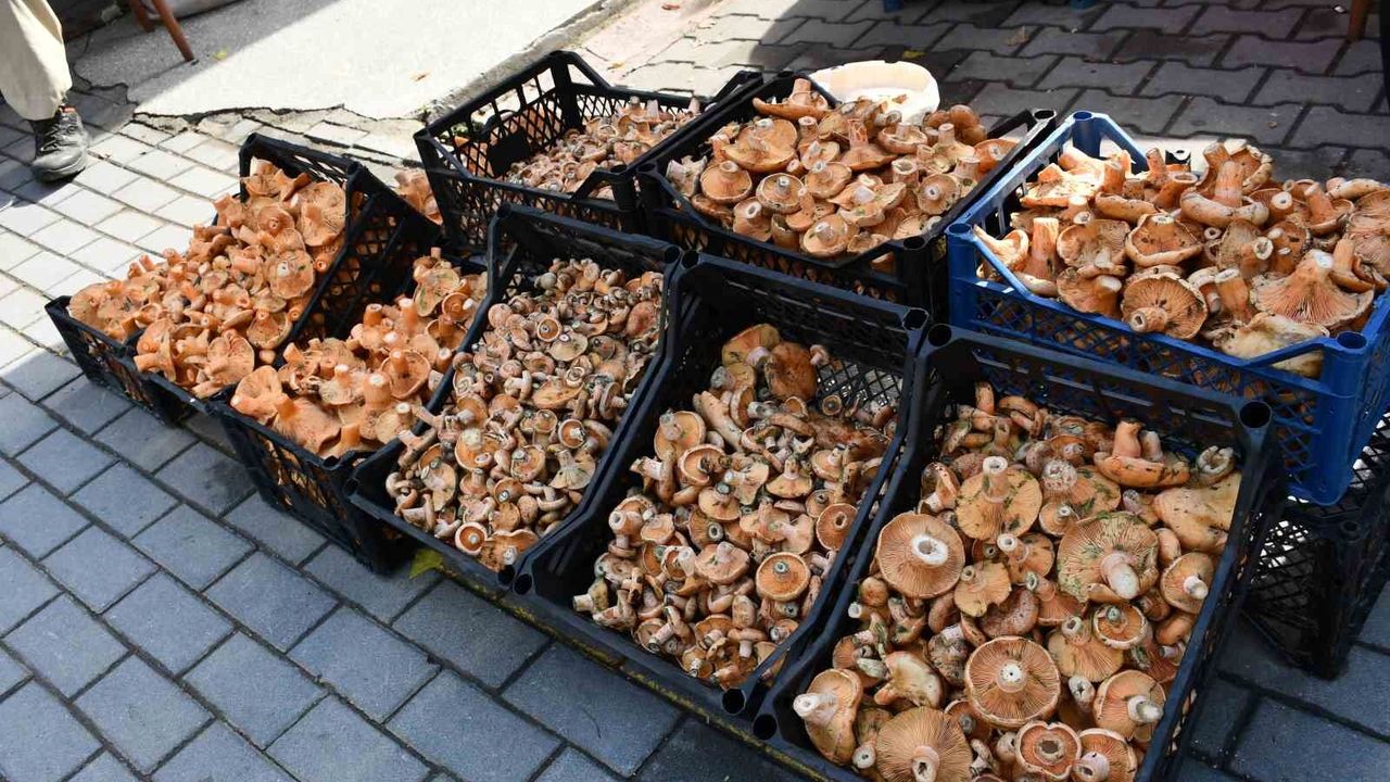 Vezirköprü'de kanlıca mantarı tezgahlarda