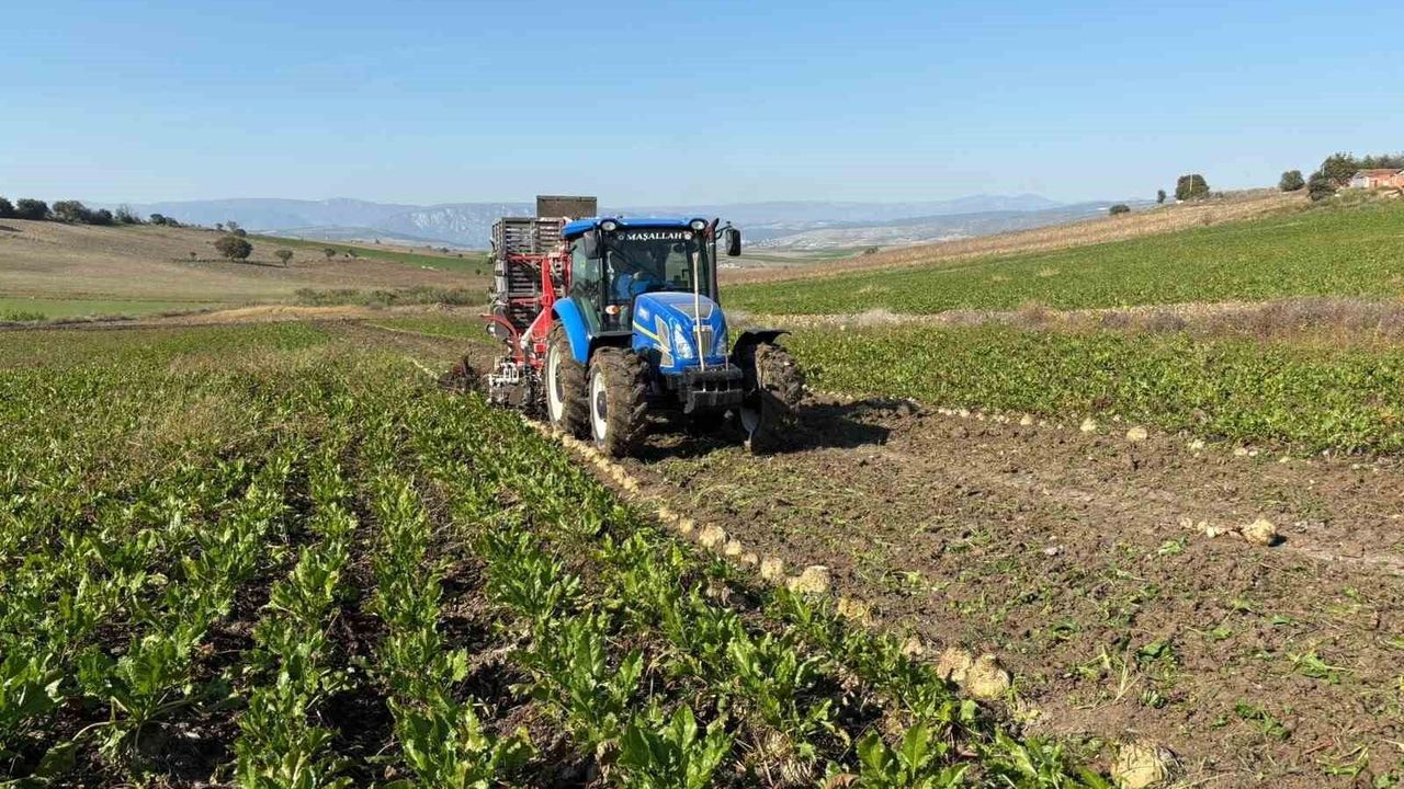 Vezirköprü'de pancar hasat dönemi başladı
