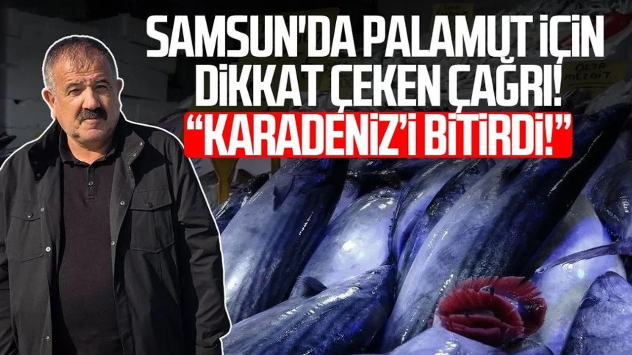 Karadeniz'de palamut alarmı: 'Önüne ne gelirse yiyor, bir an önce hepsinin tutulması gerekiyor'