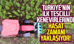 Samsun'da, Türkiye'nin ilk tescilli kenevirlerinde hasat zamanı yaklaşıyor!