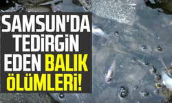 Samsun'da tedirgin eden balık ölümleri!