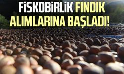 FİSKOBİRLİK fındık alımlarına başladı!