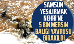 Samsun Yeşilırmak Nehri'ne 5 bin Mersin balığı yavrusu bırakıldı