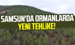 Samsun'da ormanlarda yeni tehlike! Neredeyse her ağaçta var