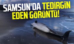 Samsun'da tedirgin eden görüntü!