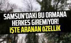 Samsun'daki bu ormana bilim insanı olmayan giremiyor!