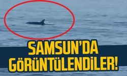 Samsun'da yunuslar görüntülendi!