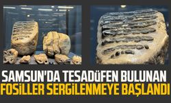 Samsun'da tesadüfen bulunan fosiller sergilenmeye başlandı