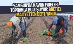 Samsun'da kavun fideleri toprakla buluşuyor: Üretici maliyetten dert yandı