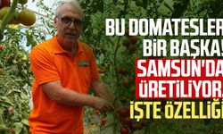 Bu domatesler bir başka! Samsun'da üretiliyor, işte özelliği