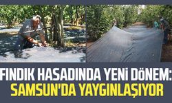 Fındık hasadında yeni dönem: Samsun'da yaygınlaşıyor