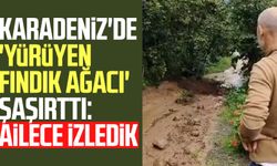 Karadeniz'de 'yürüyen fındık ağacı' şaşırttı: Ailece izledik