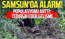 Samsun'da alarm! Popülasyonu arttı: Tedirgin eden gelişme