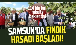 Samsun'da fındık hasadı başladı! 114 bin ton rekolte beklentisi