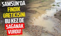 Samsun'da fındık üreticisini bu kez de sağanak vurdu!