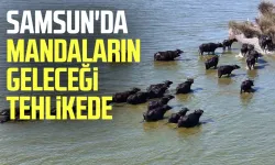 Samsun'da mandaların geleceği tehlikede