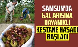 Samsun'da gal arısına dayanıklı kestane hasadı başladı