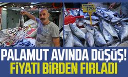 Palamut avında düşüş! Fiyatı birden fırladı