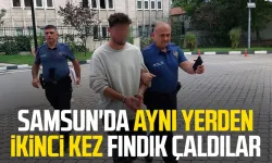 Samsun'da aynı yerden ikinci kez fındık çaldılar