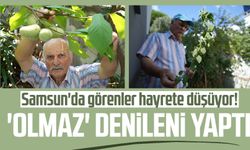 Samsun'da görenler hayrete düşüyor! 'Olmaz' denileni yaptı