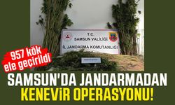 Samsun'da jandarmadan kenevir operasyonu! 957 kök ele geçirildi