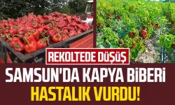 Samsun'da kapya biberi hastalık vurdu! Rekoltede düşüş