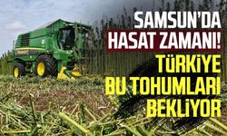 Samsun’da hasat zamanı! Türkiye bu tohumları bekliyor