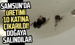 Samsun'da üretimi 10 katına çıkarıldı! Doğaya salındılar