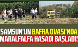 Samsun'un Bafra Ovası'nda maralfalfa hasadı başladı!