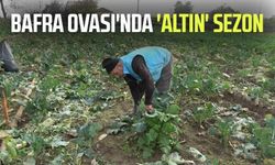 Bafra Ovası'nda 'altın' sezon