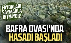 Faydaları saymakla bitmiyor! Bafra Ovası'nda hasadı başladı