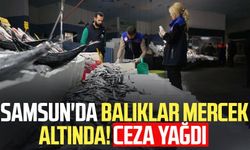 Samsun'da balıklar mercek altında! Ceza yağdı