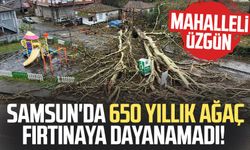 Samsun'da 650 yıllık ağaç fırtınaya dayanamadı!