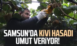 Samsun'da kivi hasadı umut veriyor!