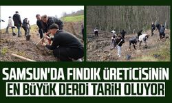 Samsun'da fındık üreticisinin en büyük derdi tarih oluyor