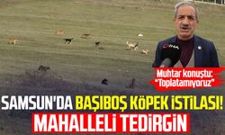 Samsun'da başıboş köpek istilası! Mahalleli tedirgin