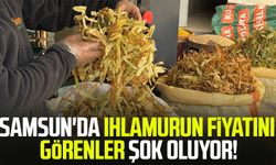 Samsun'da ıhlamurun fiyatını görenler şok oluyor!