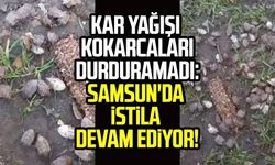 Kar yağışı kokarcaları durduramadı: Samsun'da istila devam ediyor!