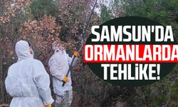 Samsun'da ormanlarda tehlike!