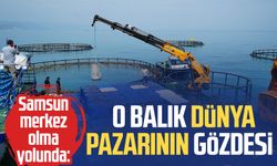 Samsun merkez olma yolunda: O balık dünya pazarının gözdesi