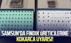 Samsun'da fındık üreticilerine kokarca uyarısı!
