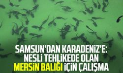 Samsun’dan Karadeniz’e: Nesli tehlikede olan Mersin balığı için çalışma
